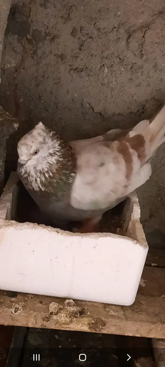 کبوتر گم شده|حیوانات|قشم, |دیوار