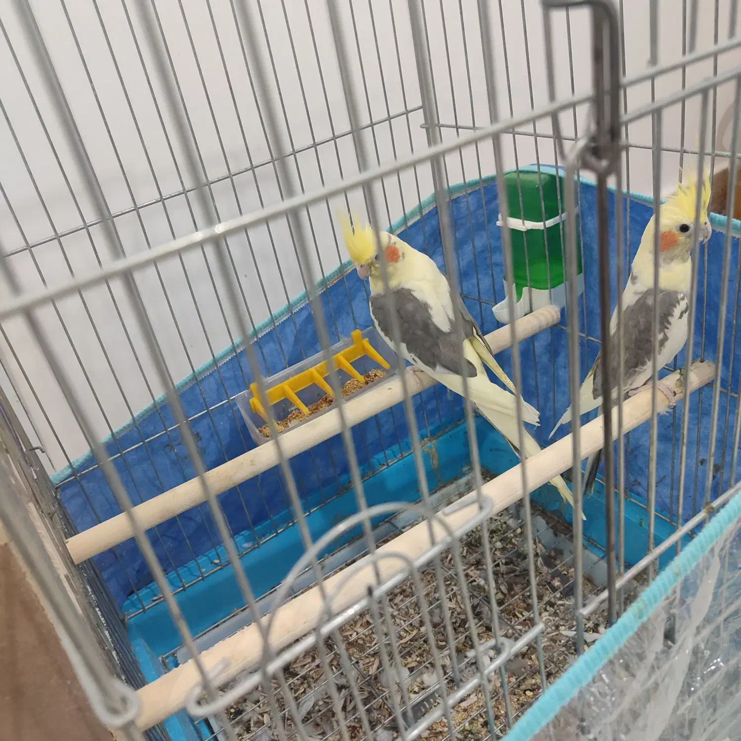 عروس هلندی جفت نرماده|پرنده|برازجان, |دیوار