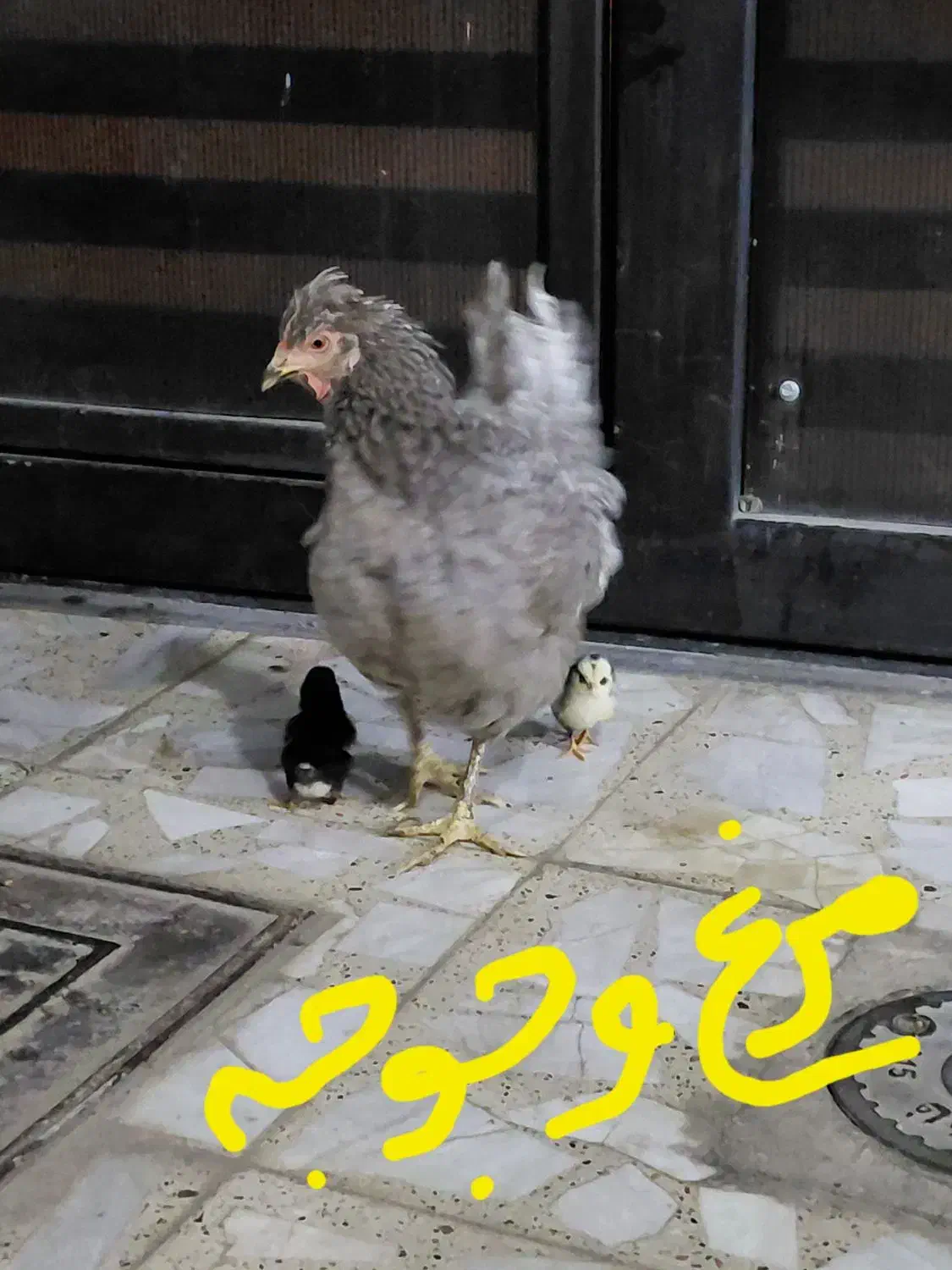 مرغ و خروس گلین با جوجه هاش|حیوانات مزرعه|خمینیشهر, |دیوار