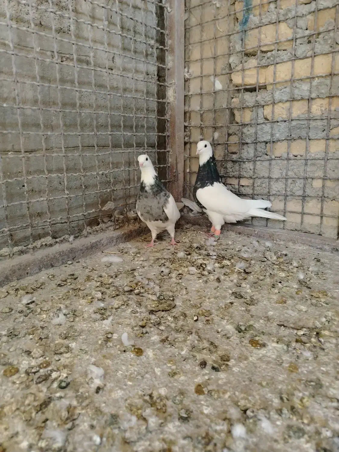 کفتر طوقی|پرنده|تربتحیدریه, بازار|دیوار