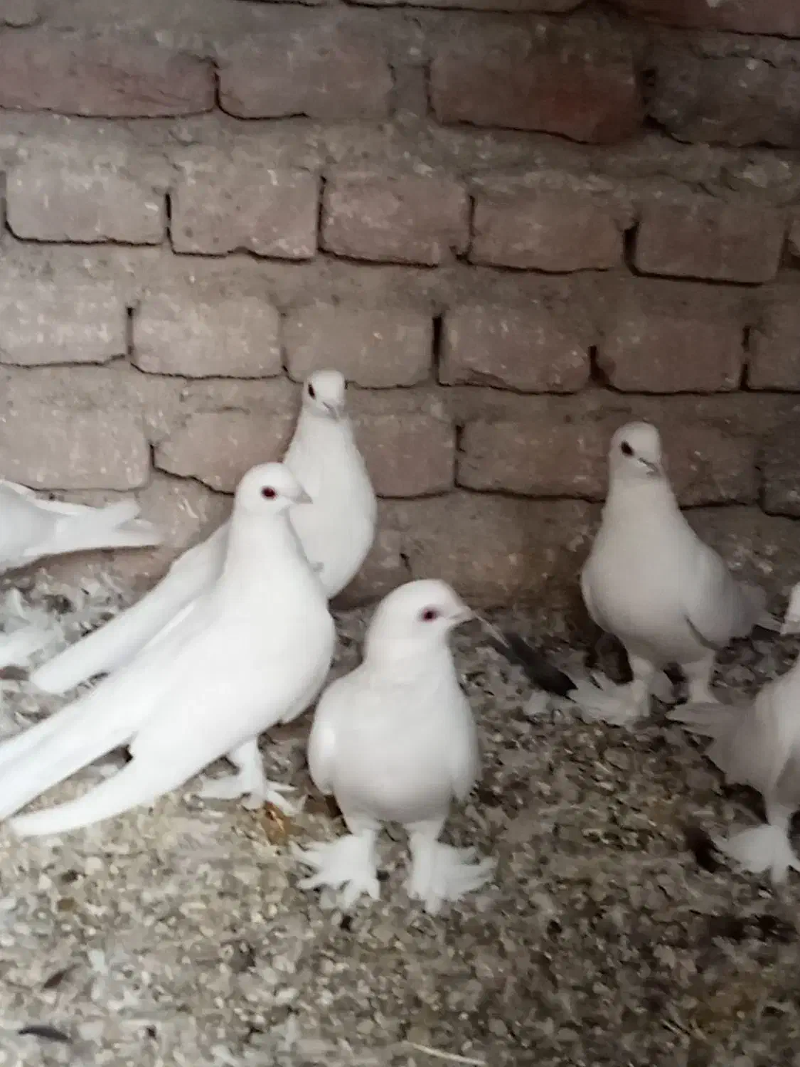 فروش 16عدد لوطی به فروش میرسد|پرنده|ایلخچی, |دیوار