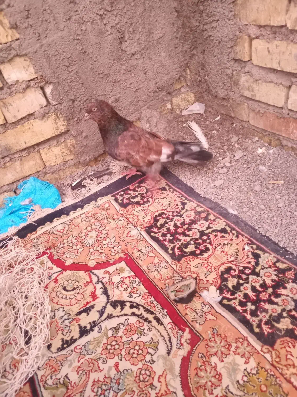 کله تاب|پرنده|باوی, |دیوار