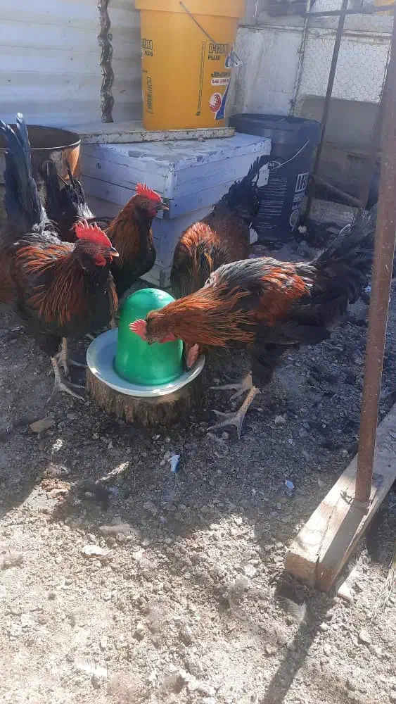 فروش چهار عدد خروس جوان وتپل|حیوانات مزرعه|بهمن صغاد, |دیوار