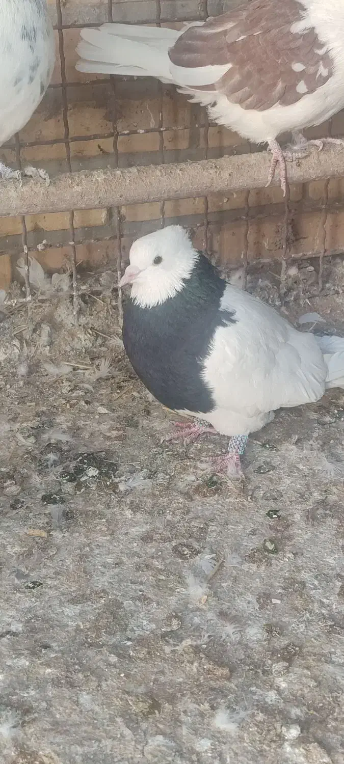 کفتر طوقی|پرنده|حمیدیا, |دیوار