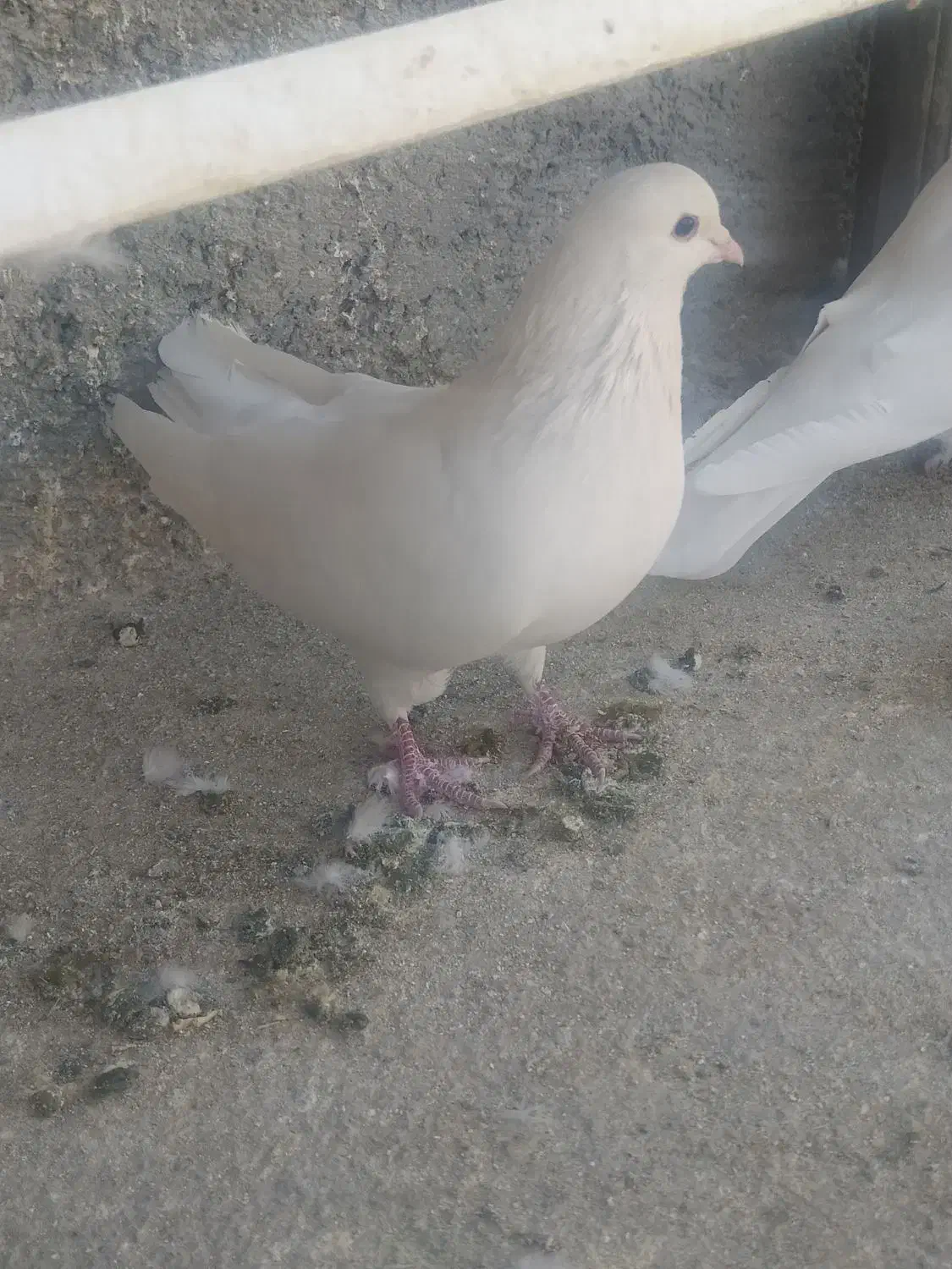 چندجفتکفتردرجهیکمخصوصجوجهگیری|پرنده|فلاورجان, |دیوار