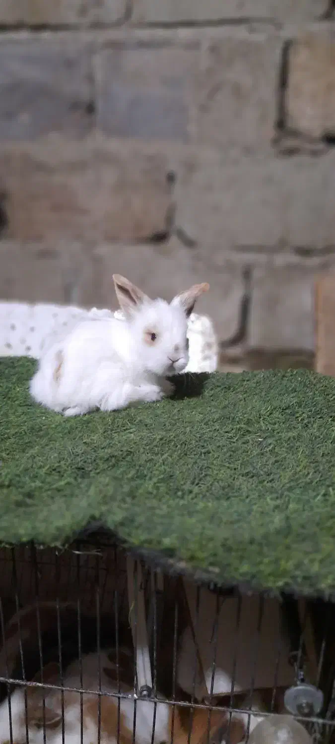 مینی لوپ|موش و خرگوش|همدان, |دیوار