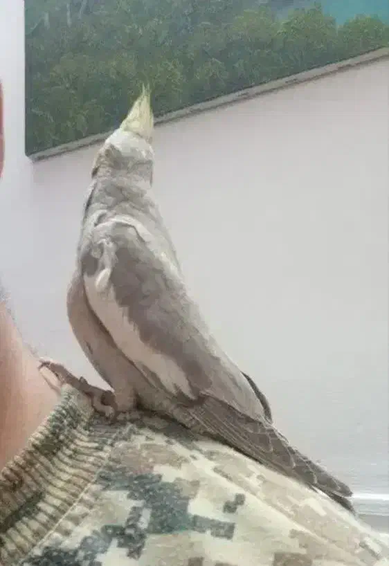 یه جفت عروس مولد|پرنده|قم, حاج زینل|دیوار