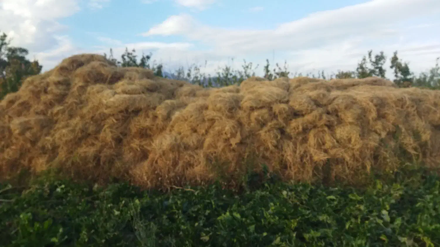فروش یونجه خالص و بزرگ و مرغوب|حیوانات مزرعه|خوی, |دیوار
