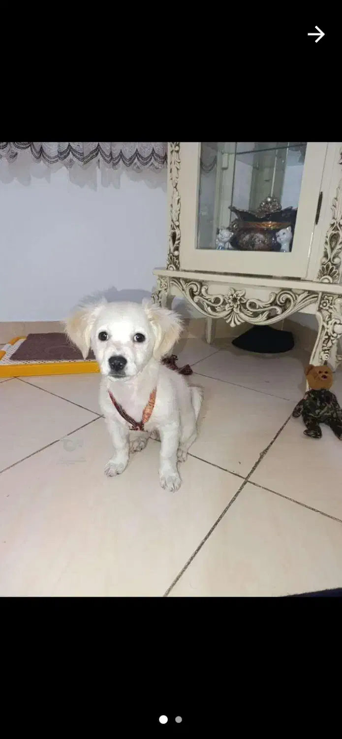 سگ بازی گوش|سگ|باقرشهر, |دیوار