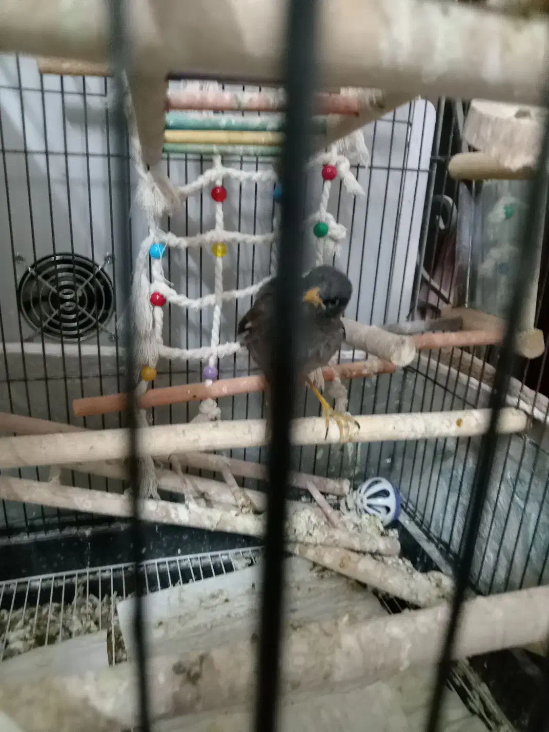 مینا 1ساله|پرنده|مشهد, کارمندان دوم|دیوار