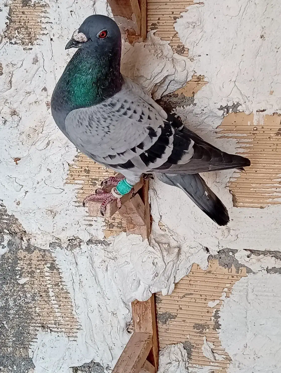 پلاکی|پرنده|چغادک, |دیوار