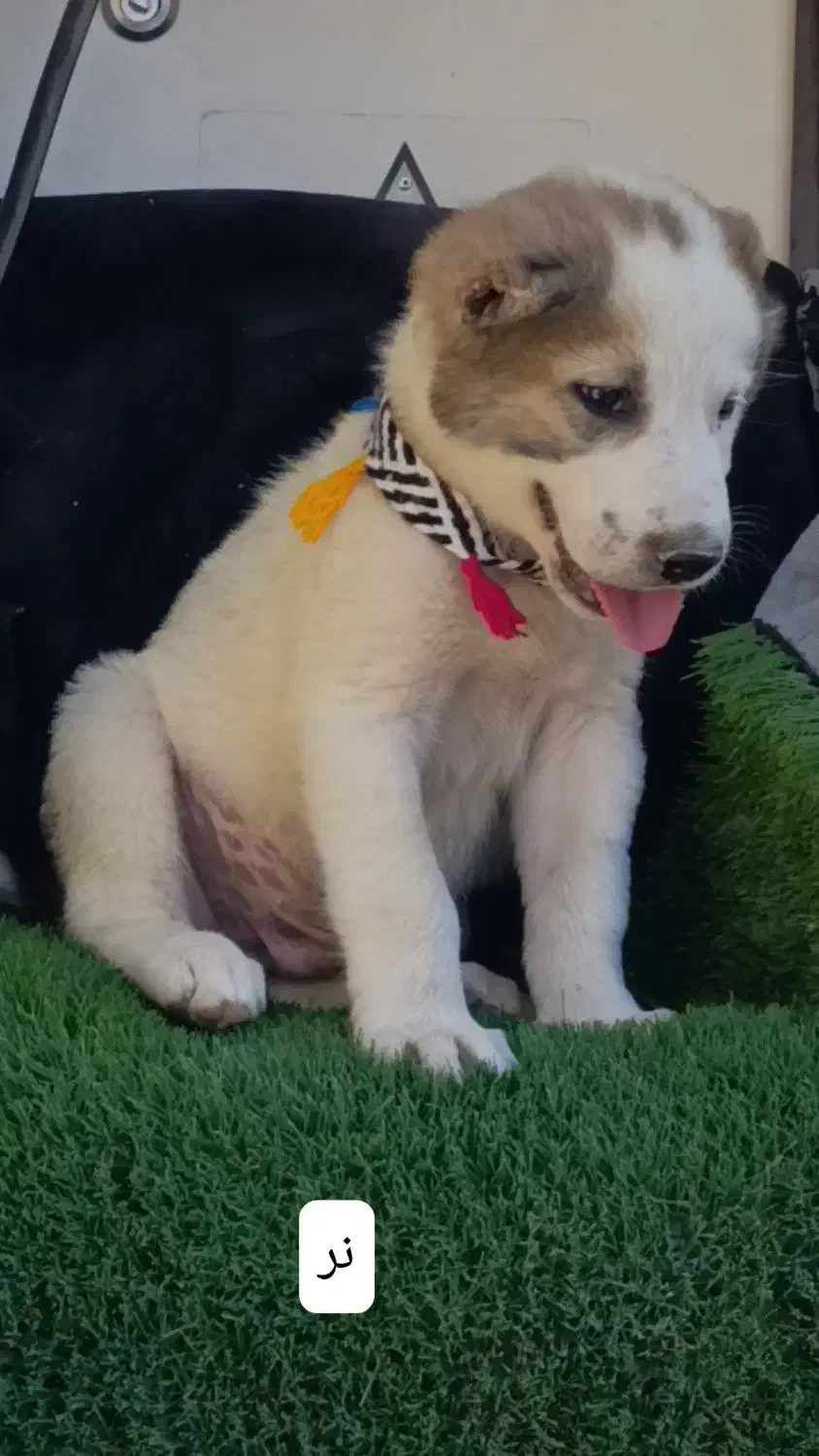 تعدادی توله های نر ماده آماده ارسال|سگ|تهران, آشتیانی|دیوار