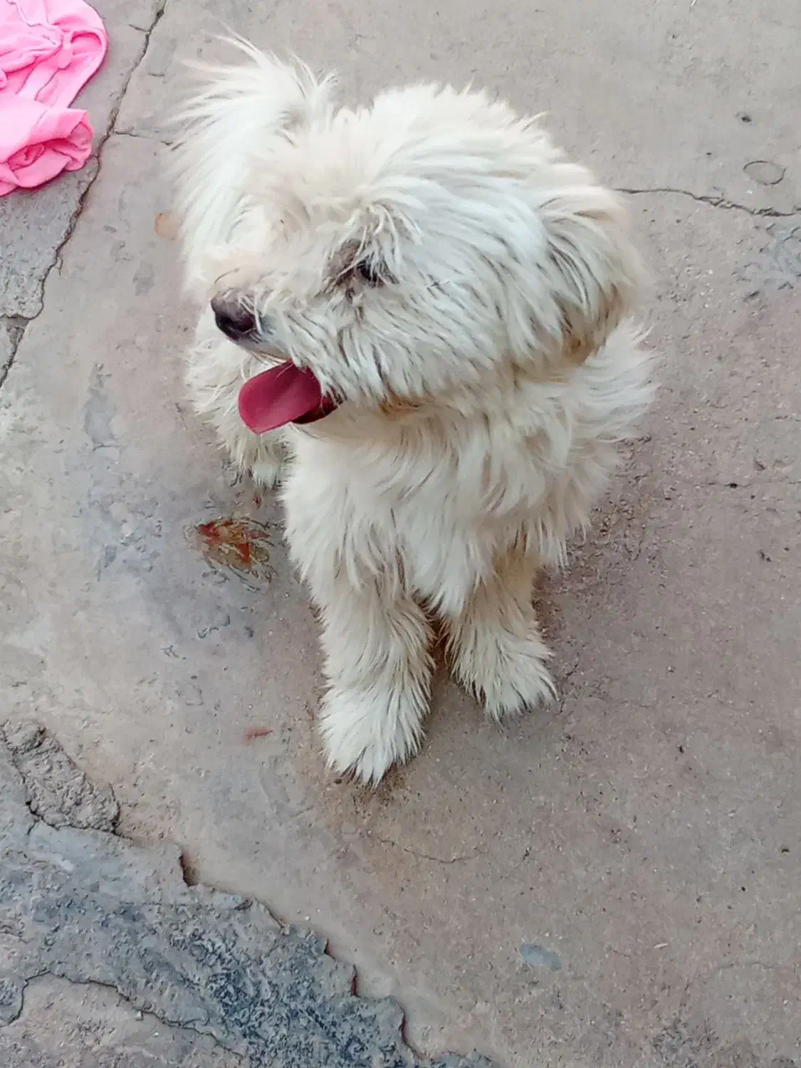 با عروس هلندی معاوضه میکنم|سگ|مسجد سلیمان, |دیوار