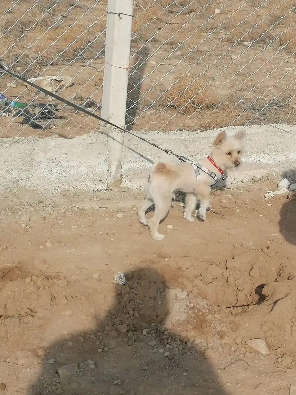 گمشده|حیوانات|تبریز, |دیوار