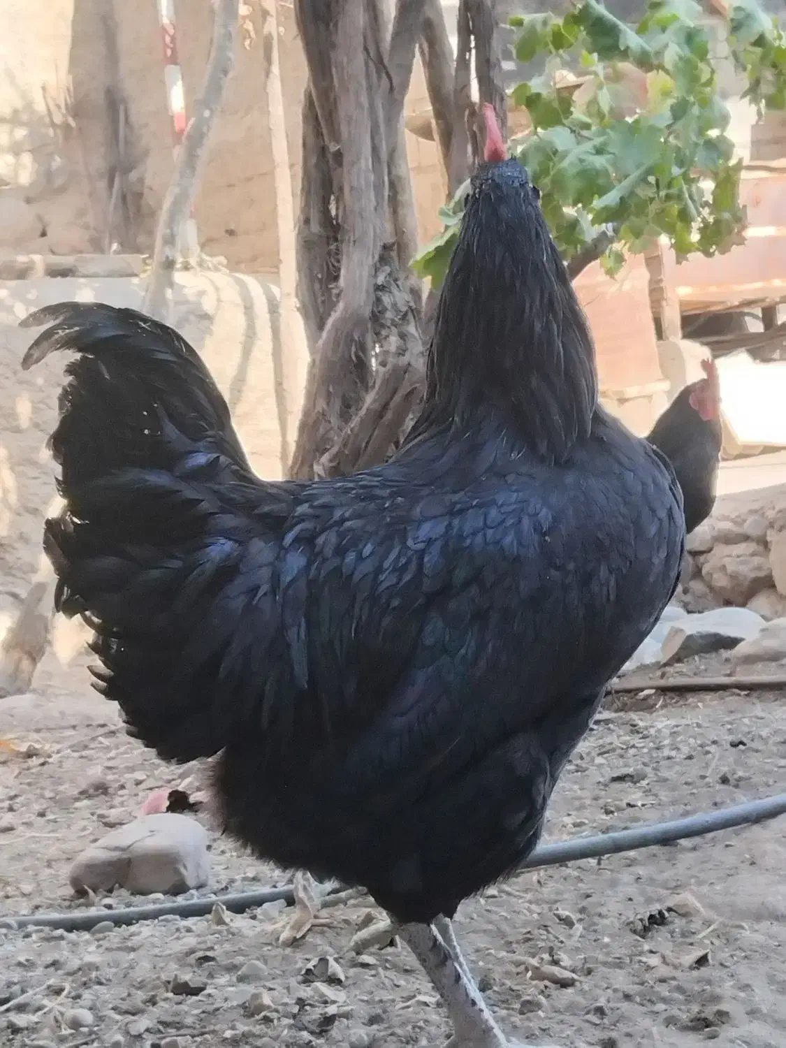 خروس تمام سیاه جوان ارگانیک خانگی|حیوانات مزرعه|تهران, شهرک امام خمینی|دیوار