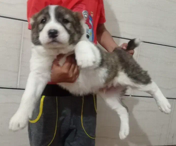 آلابای ترکمنستان گارد و نگهبان وگله|سگ|تبریز, |دیوار