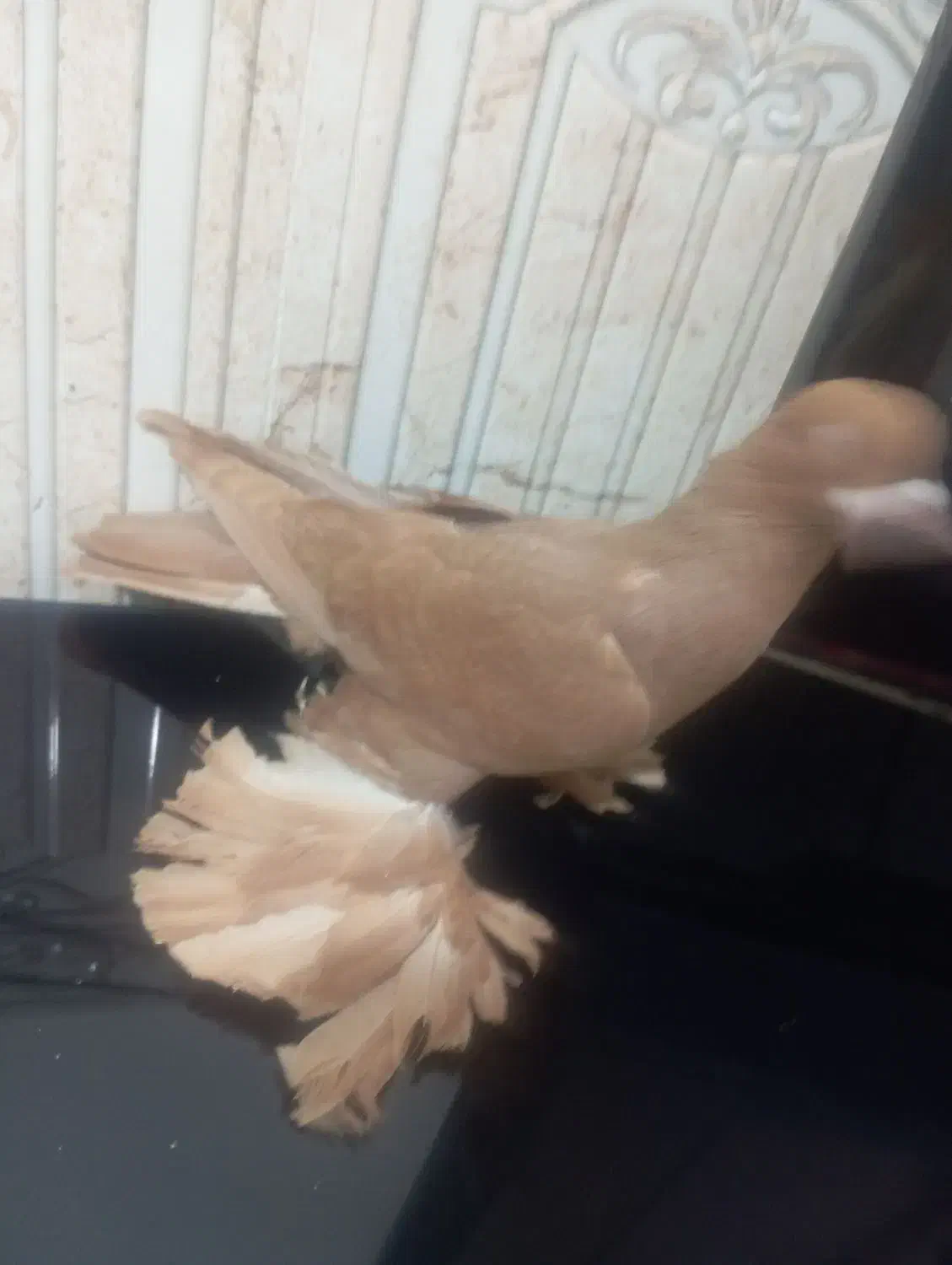 کبوتر|پرنده|بناب, |دیوار