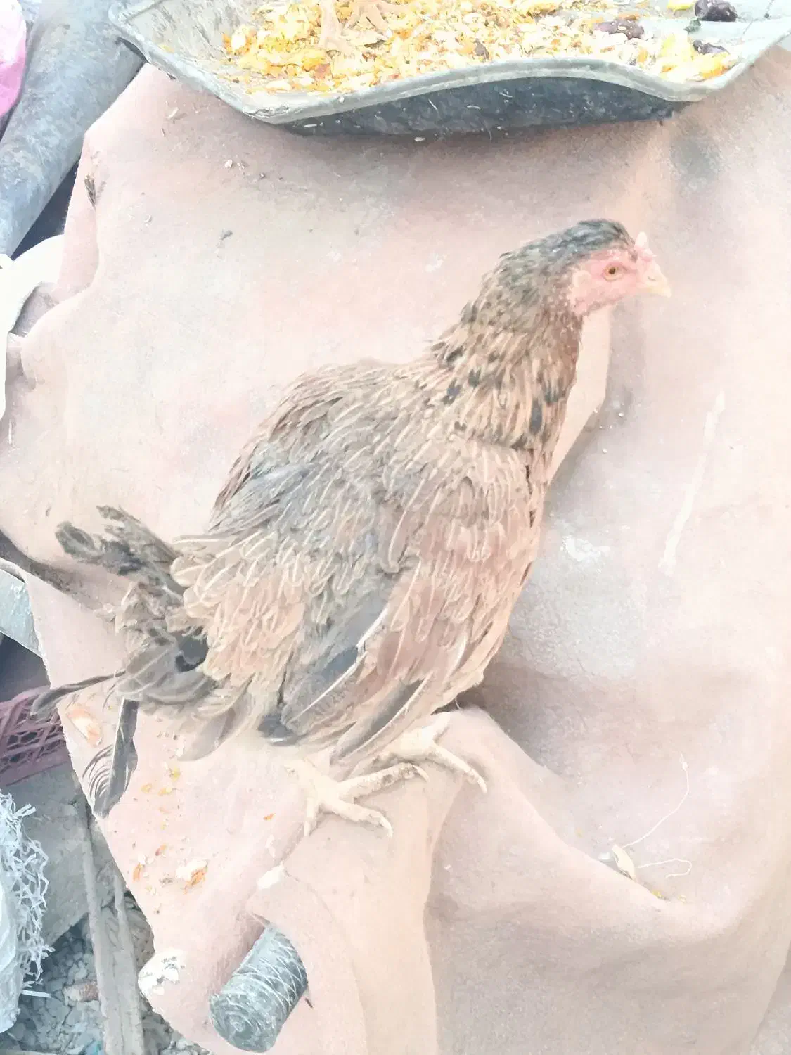 مرغ و خروس|حیوانات مزرعه|ایرانشهر, |دیوار