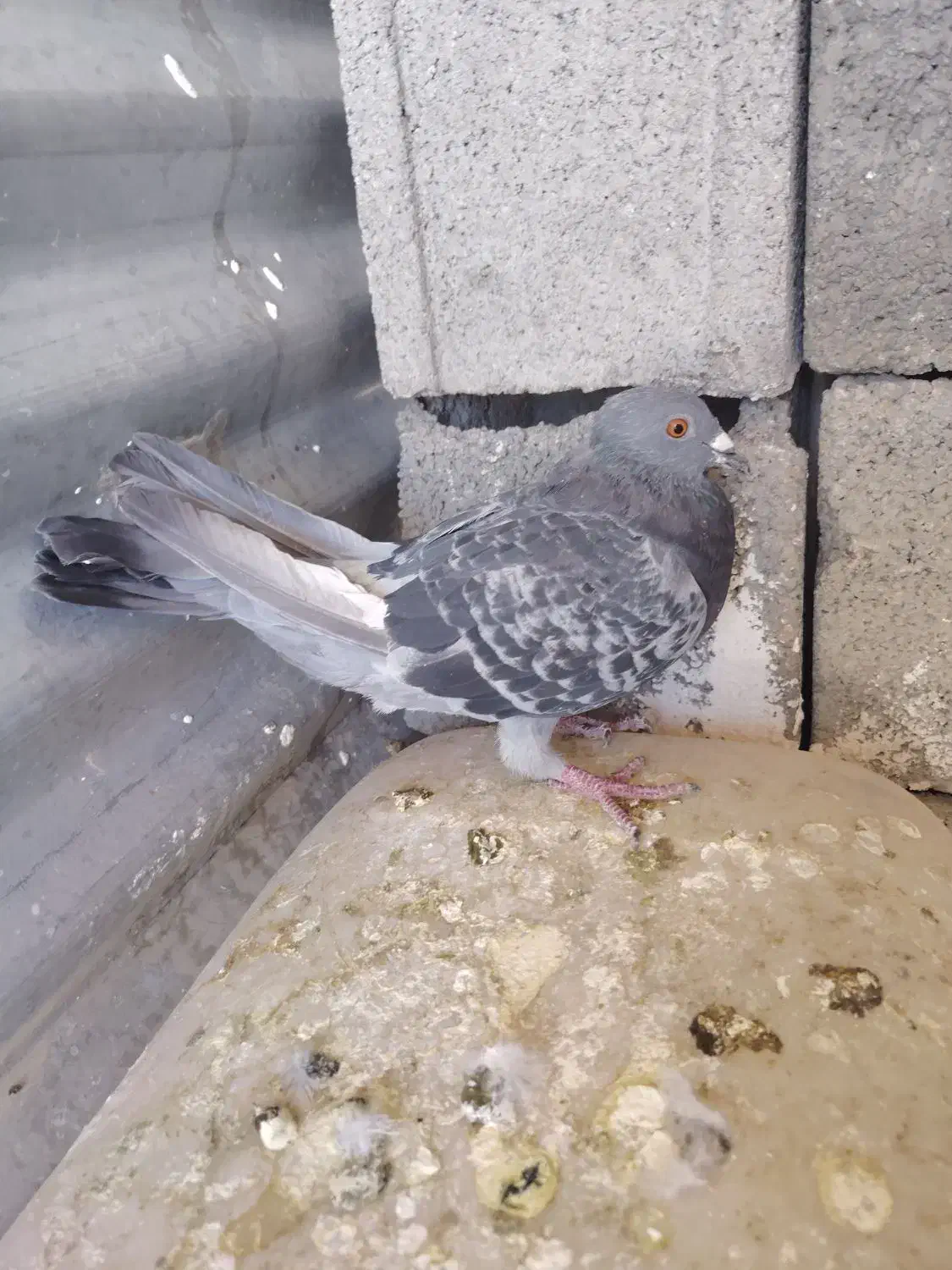 کبوتر|پرنده|یاسوج, |دیوار