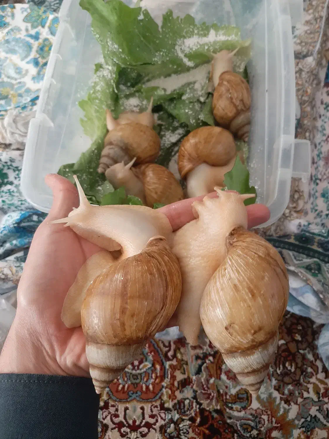 حلزون پرورشی مولد و درمانی|خزنده|سنندج, |دیوار