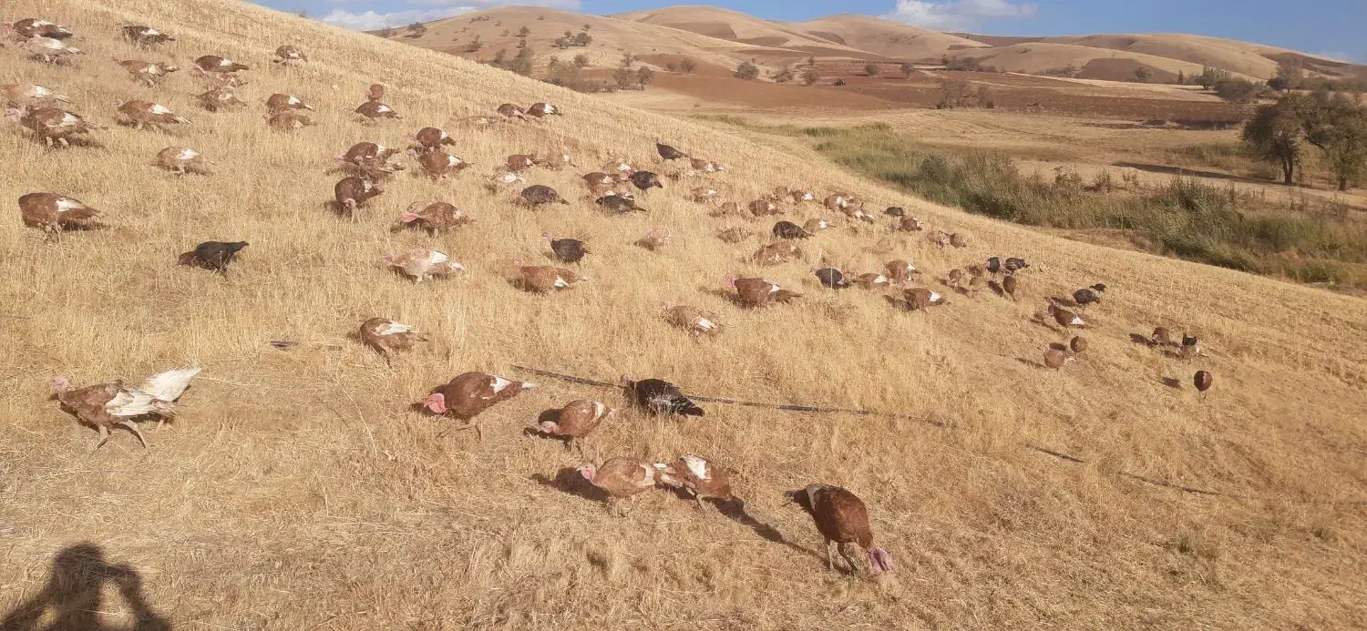 بوقلمون محلی|حیوانات مزرعه|بانه, |دیوار