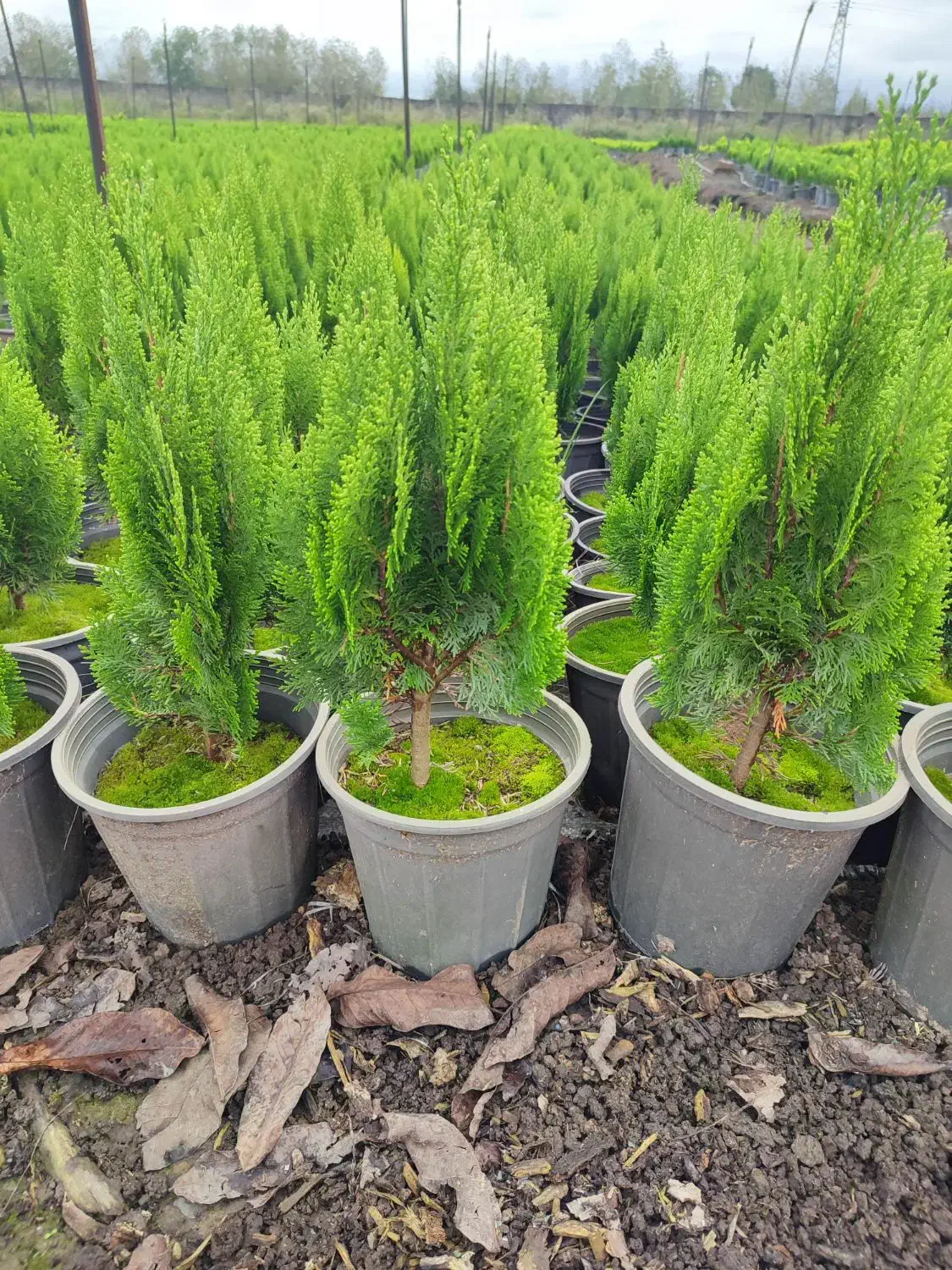 کاج کامیس نوکدار زعفرانی سبز سرطلا سایز۴|گل و گیاه طبیعی|آستانه اشرفیه, |دیوار