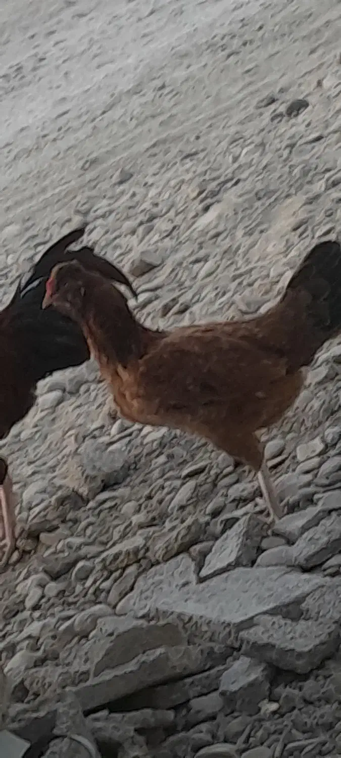 مورغ|پرنده|دشتیاری, |دیوار