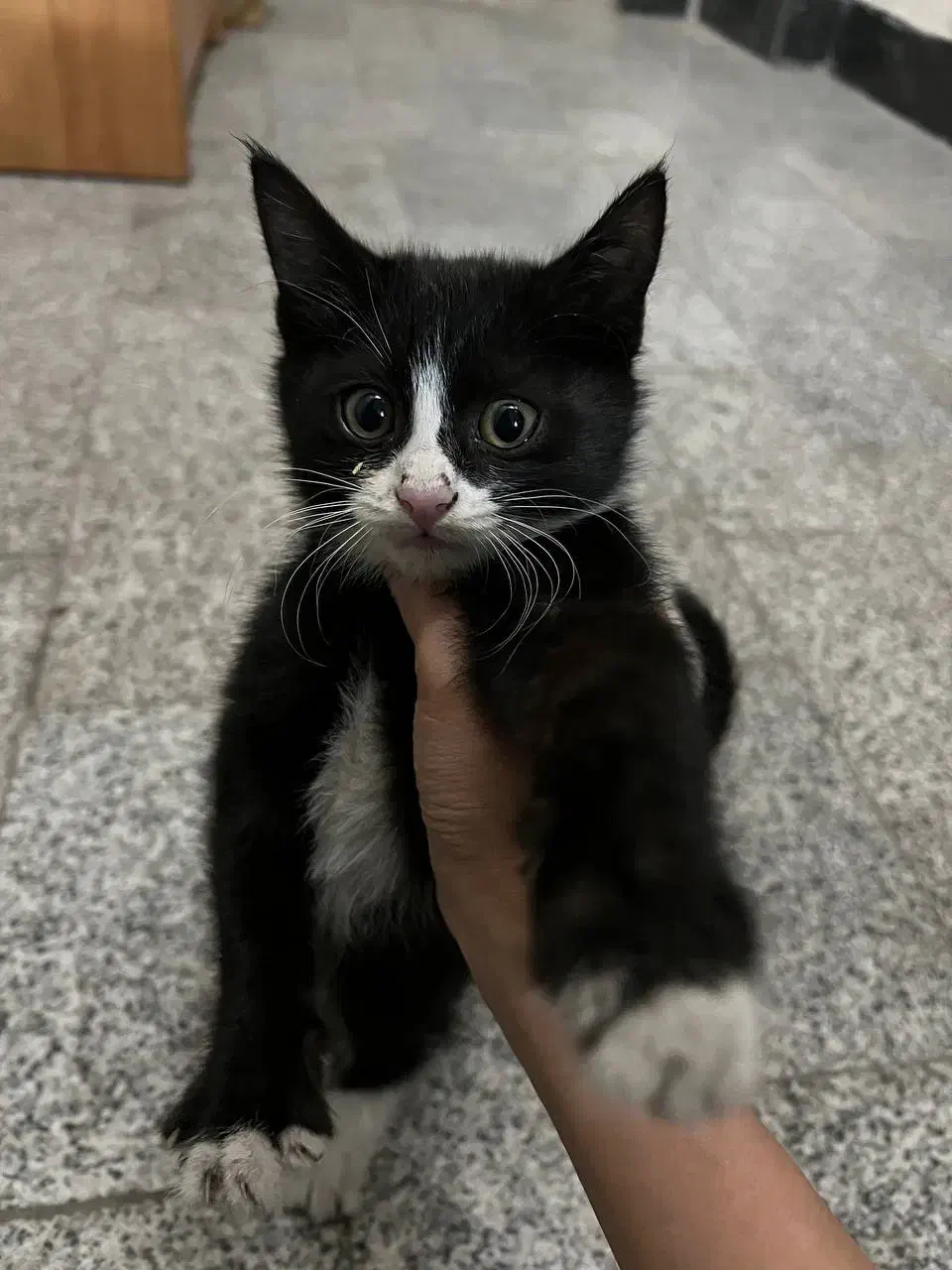 واگذاری بچه‌گربه‌ رایگان|گربه|مشهد, زیبا شهر|دیوار