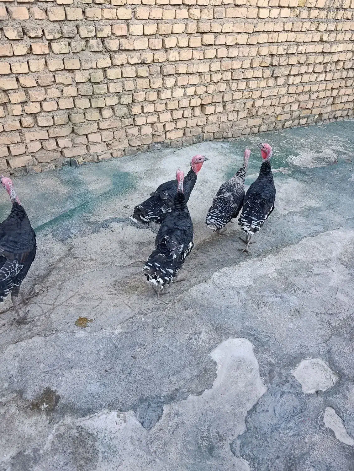 بوقلمون|حیوانات مزرعه|کوهدشت, |دیوار