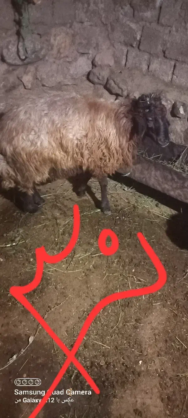 گوسفند بز|حیوانات مزرعه|صومای برادوست, |دیوار