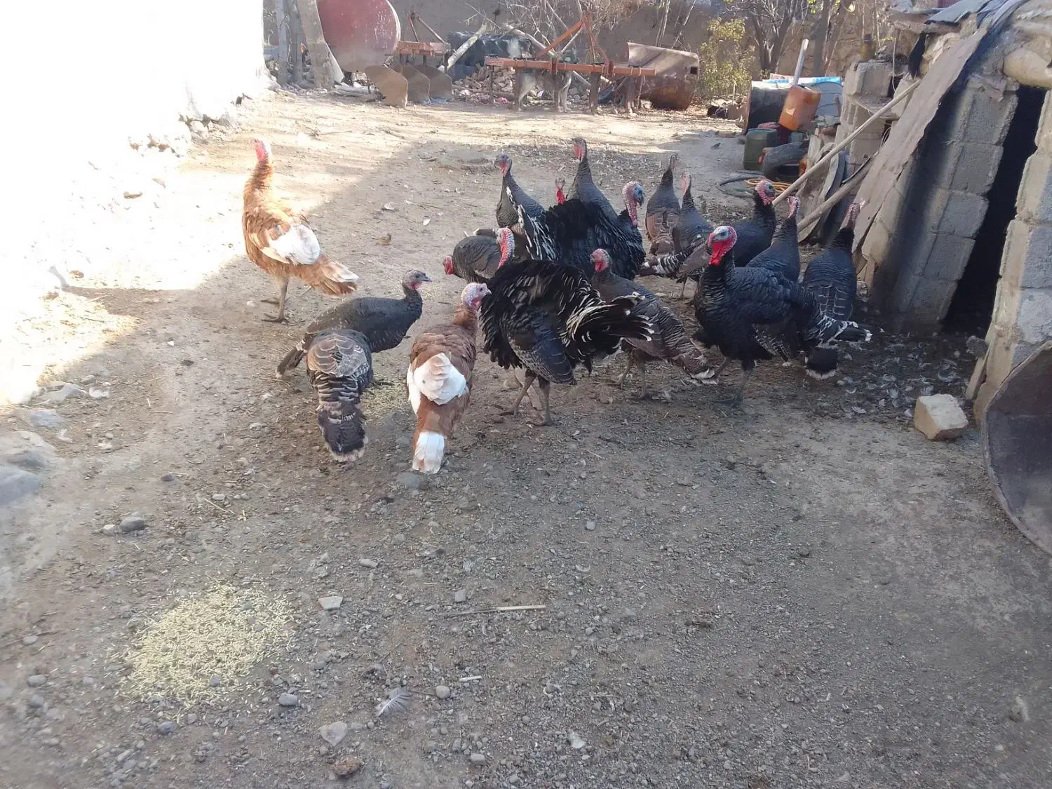 بوقلمون|حیوانات مزرعه|مرادلو, |دیوار