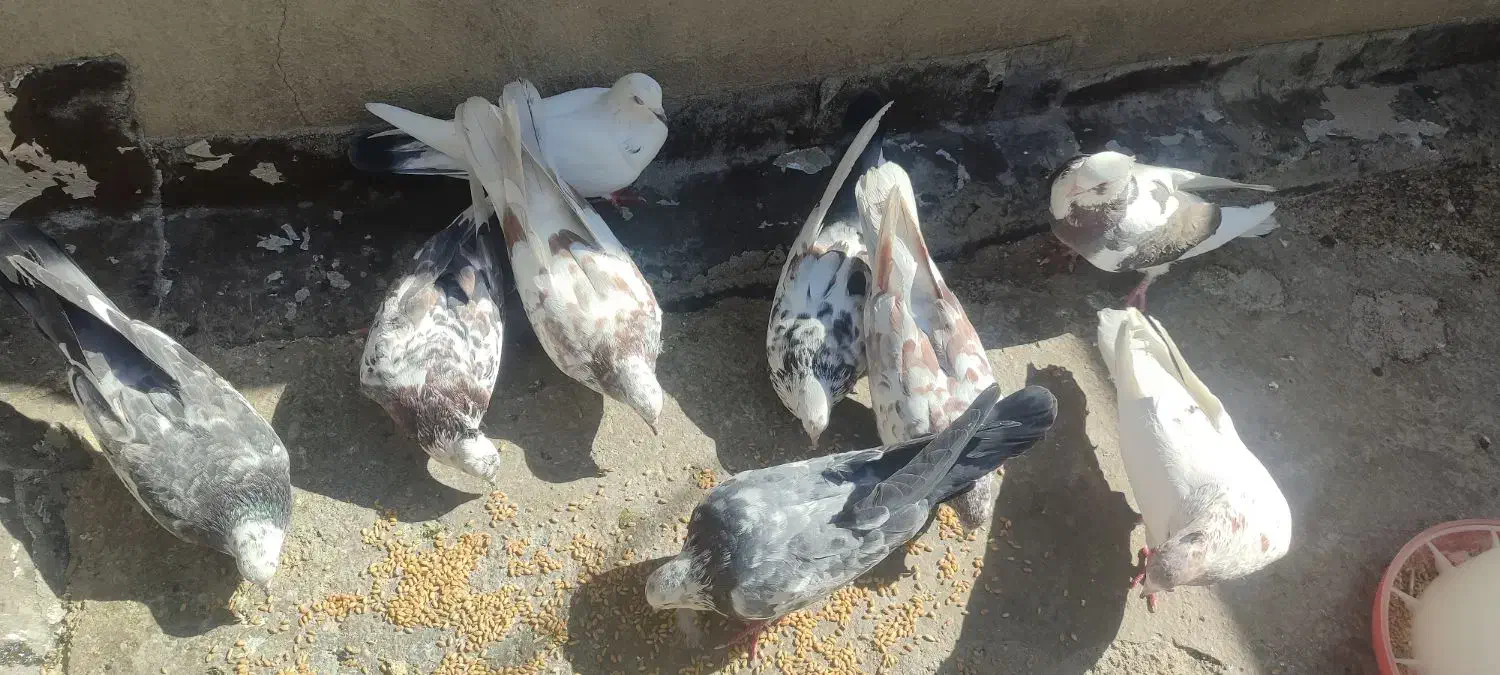 ۱۲عدد کبوتر سرحال و دوری|پرنده|چوار, |دیوار