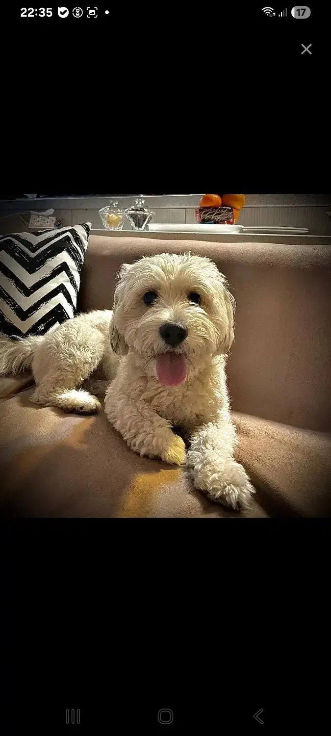 سگ چهار ساله تریر|حیوانات|تهران, سازمان آب|دیوار