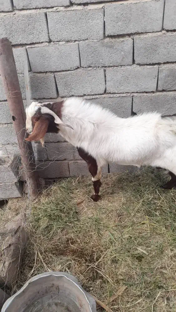 نری|حیوانات مزرعه|نرماشیر, |دیوار