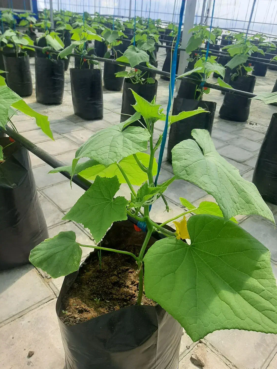 نیروی اقا|استخدام صنعتی، فنی، مهندسی|نمین, |دیوار