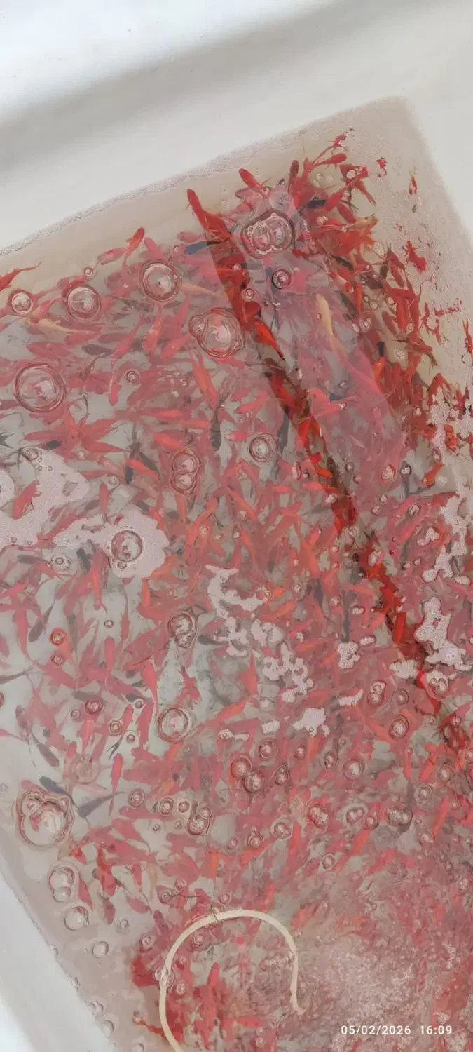 ماهی قرمز|ماهی|رشت, پورسینا|دیوار