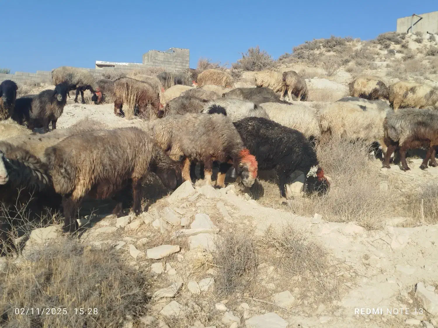 50راس میش آبستن ترکی یک دست جوان با 1قوچ|حیوانات مزرعه|شیراز, احمدآباد|دیوار