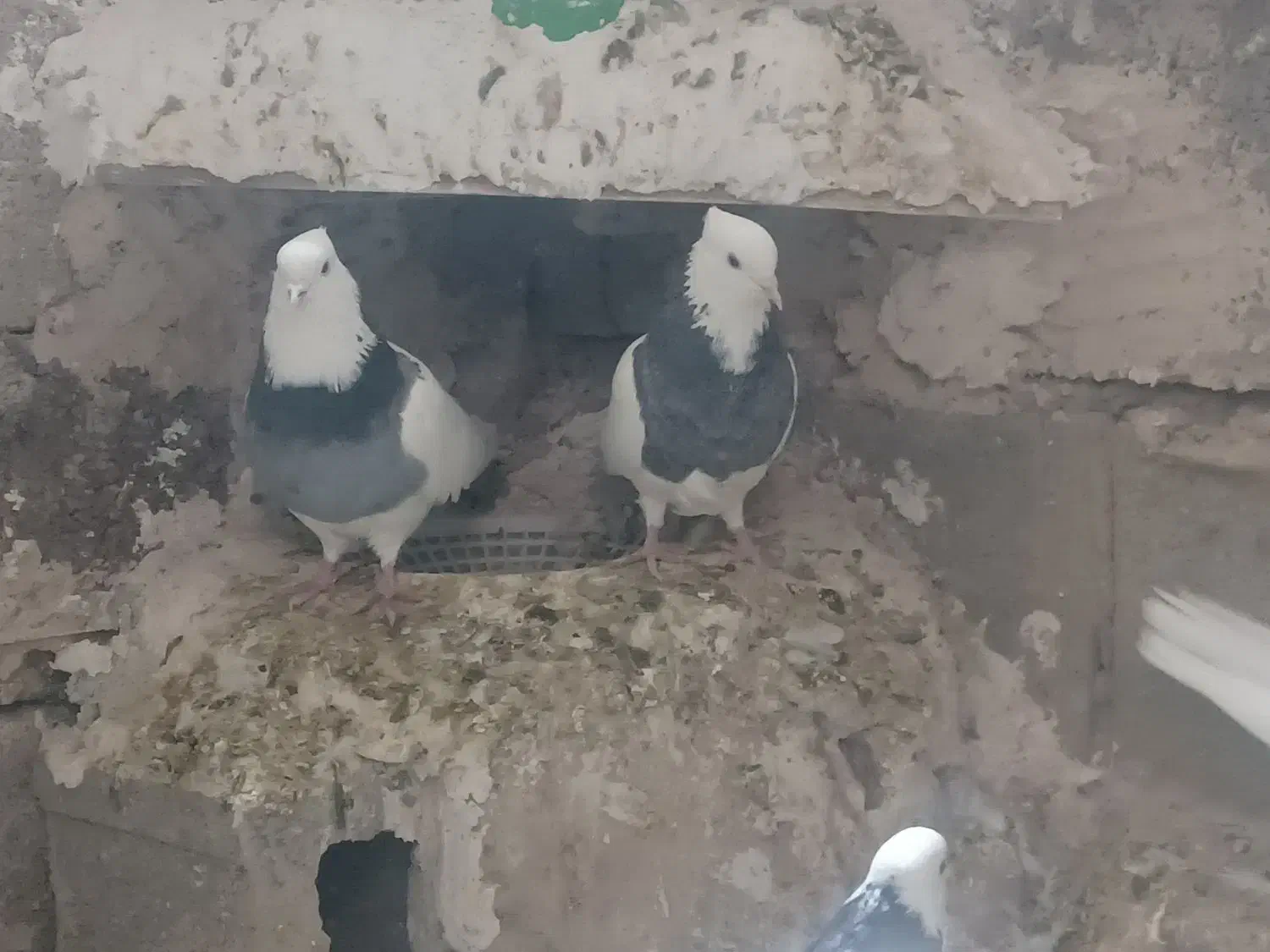 کبوتر|پرنده|کرمانشاه, |دیوار