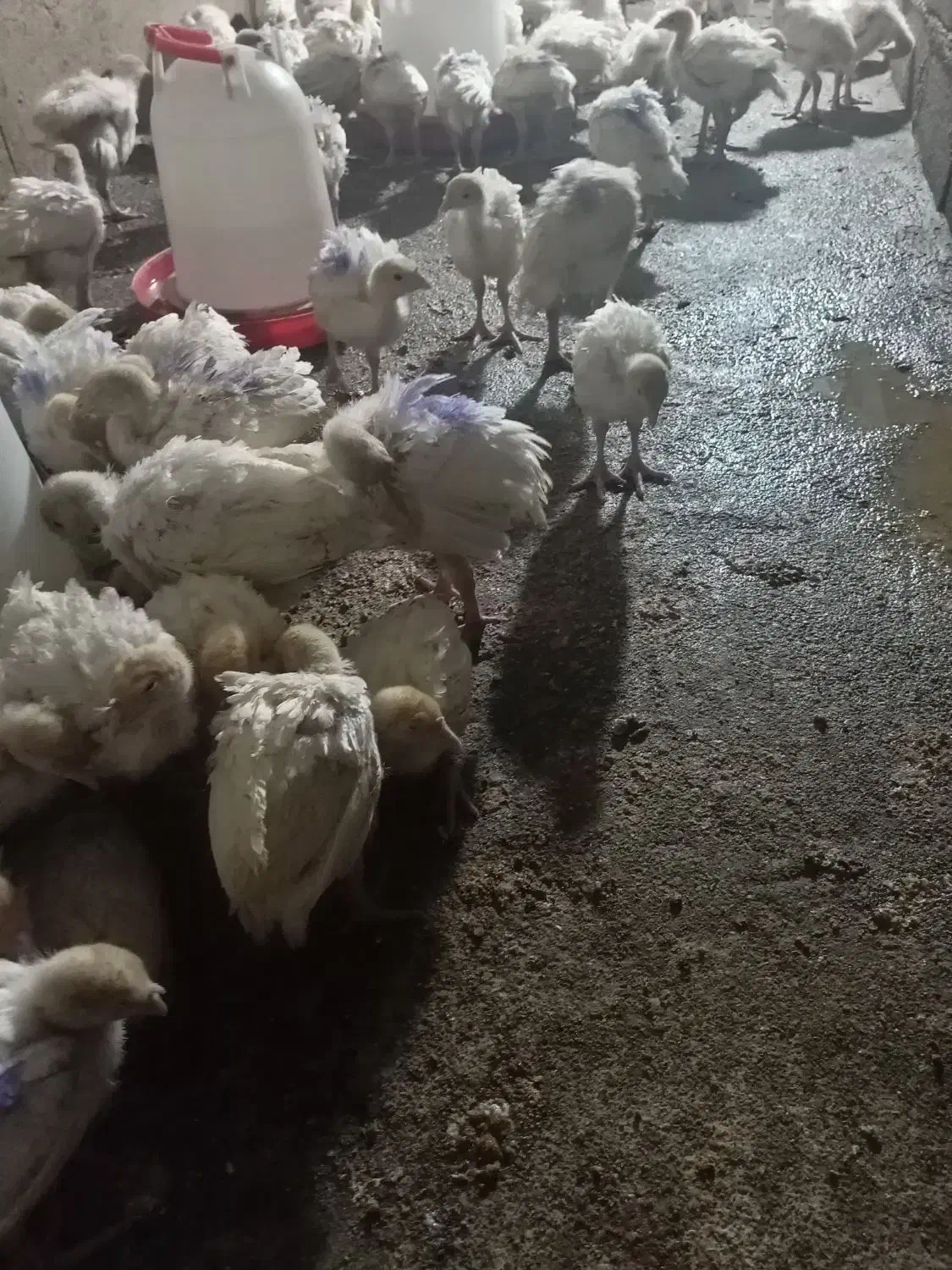 جوجه بوق بیوتی6|حیوانات مزرعه|کنگاور, |دیوار