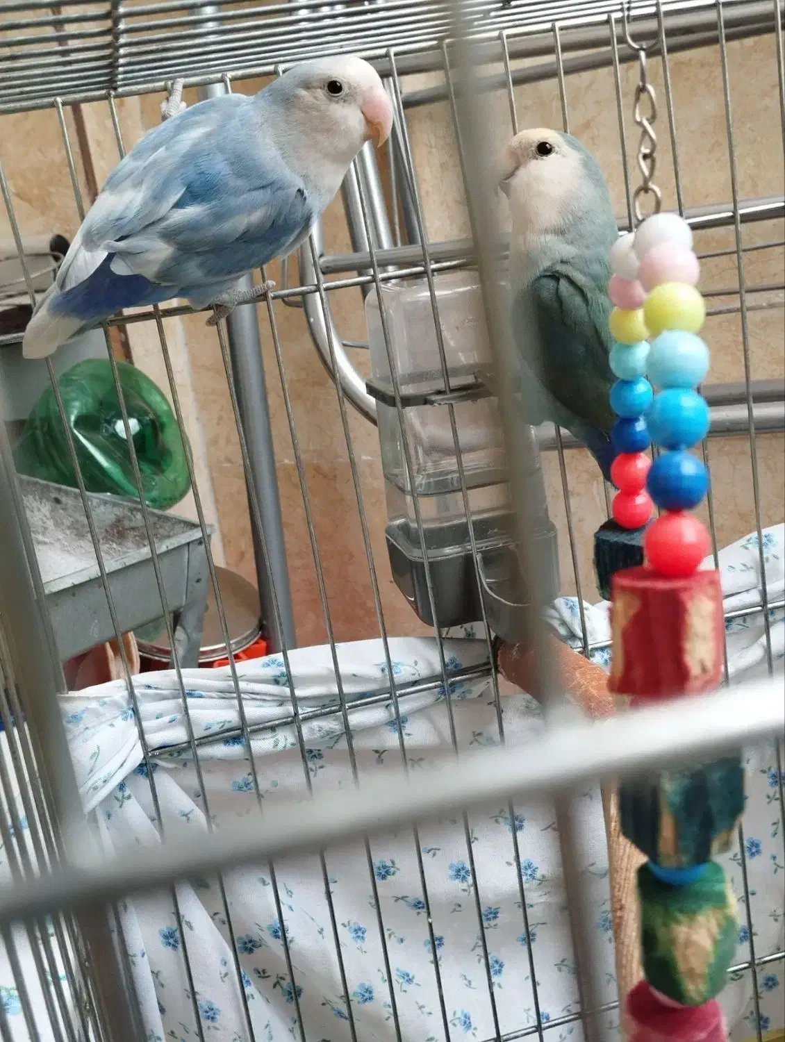 طوطی برزیلی|پرنده|کرمانشاه, |دیوار