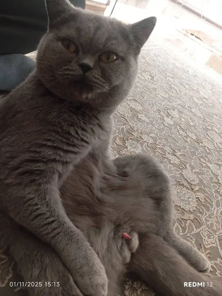 اسکاتیش یک ساله نر|گربه|بومهن, |دیوار