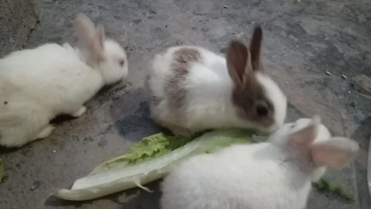 سلام خرگوش ماده باشش تا بچه هاش|موش و خرگوش|بندر ماهشهر, |دیوار