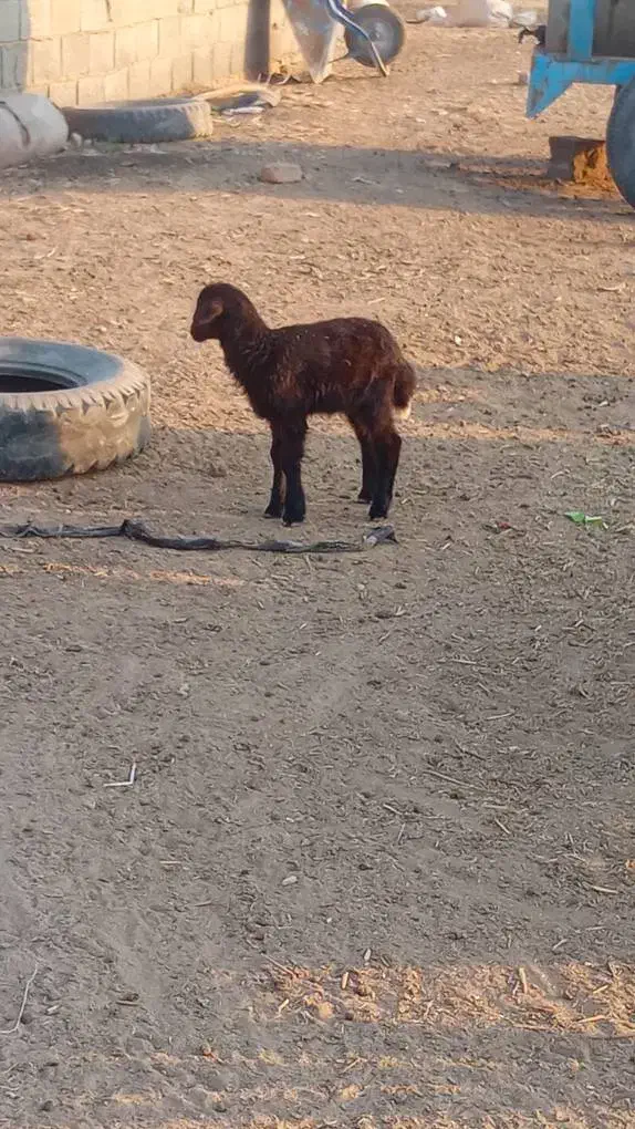 بره شیری|حیوانات مزرعه|گمیشان, |دیوار