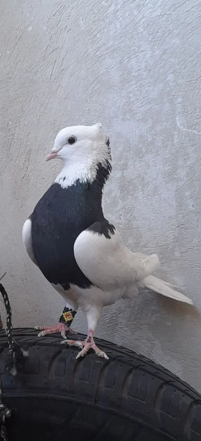 معاوضه جوجه دم سرخ با کبوتر طوقی|پرنده|بروجن, |دیوار