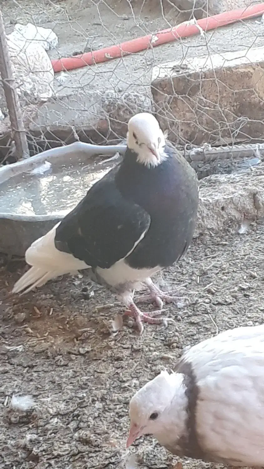 کفتر فروشی|پرنده|سربیشه, |دیوار