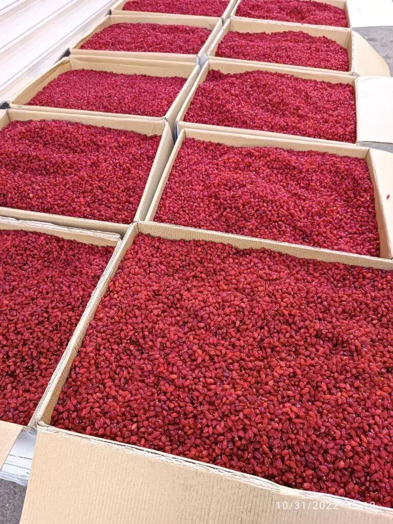 فروش زرشک اناری|عمده‌فروشی|بیرجند, |دیوار