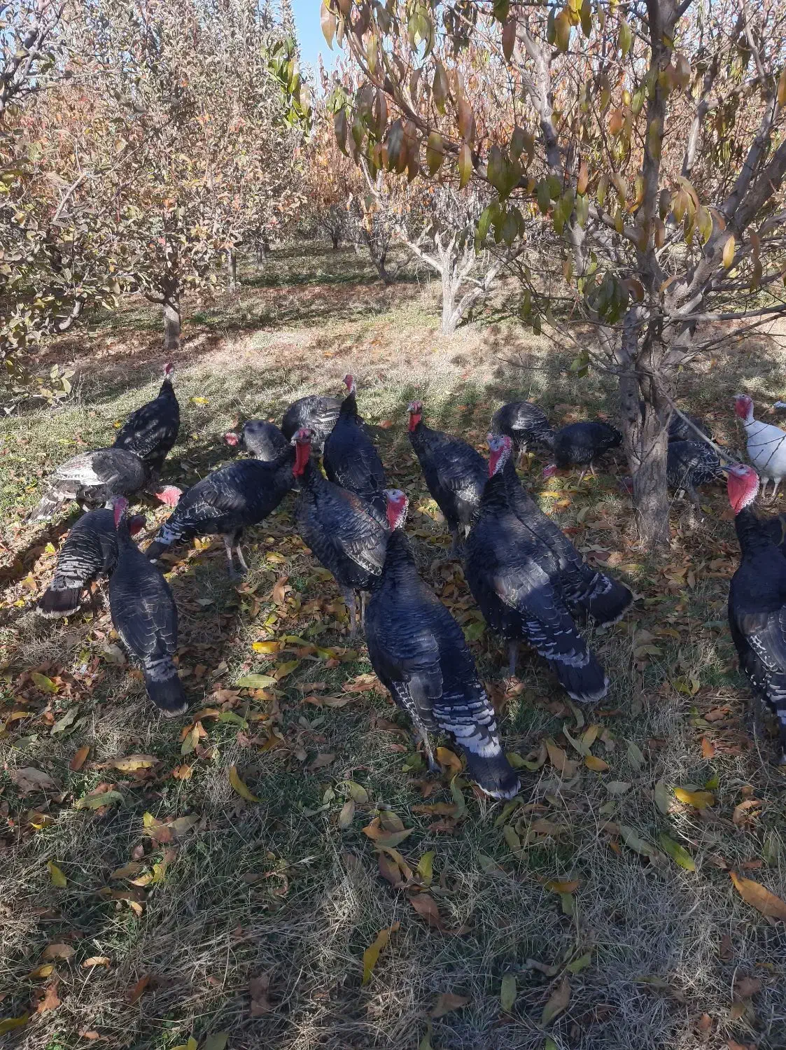 بوقلمون محلی|حیوانات مزرعه|نالوس, |دیوار