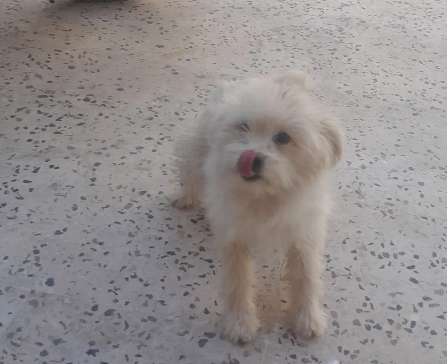 سگ پاکوتاه|سگ|خفر, |دیوار