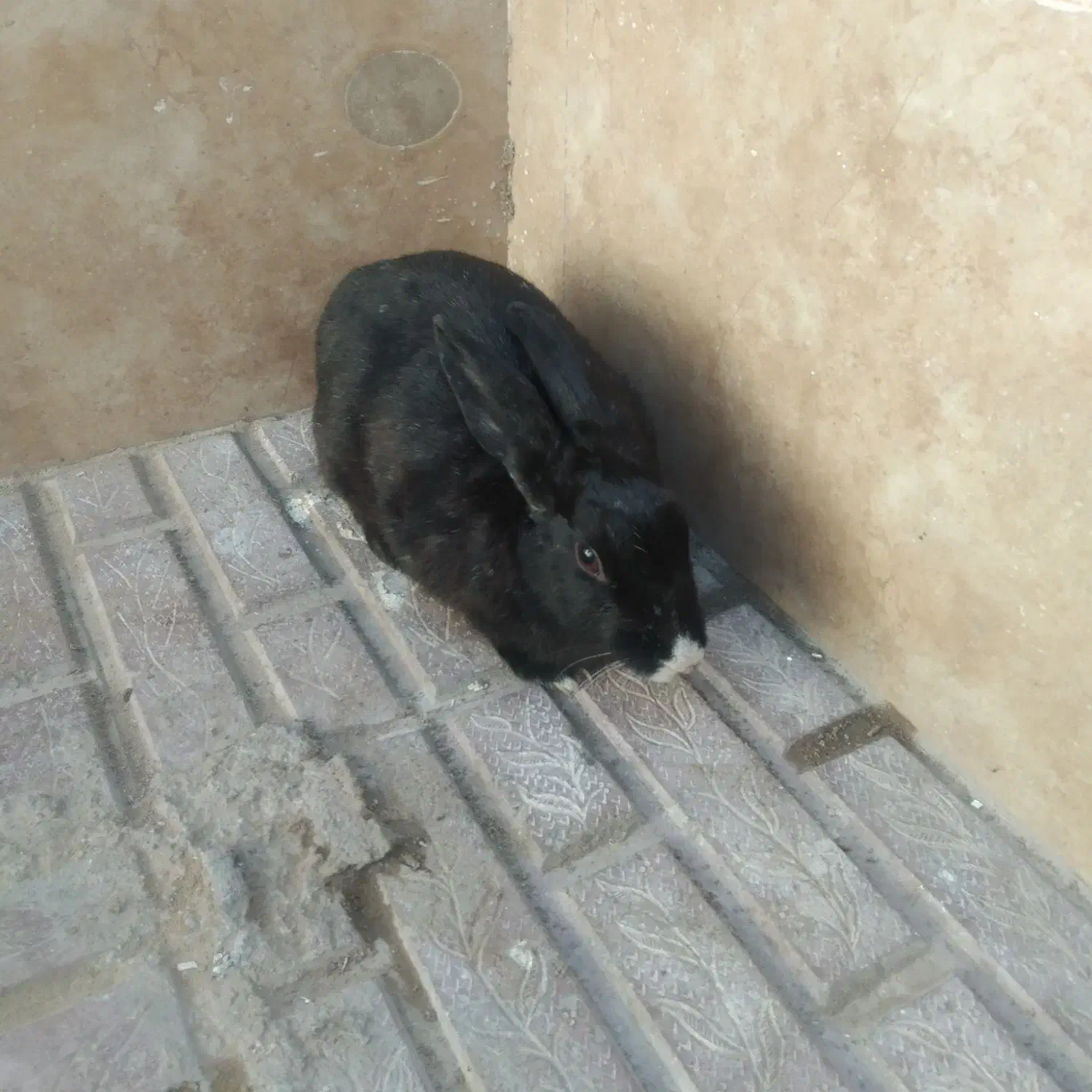 خرگوش|موش و خرگوش|بیرجند, |دیوار