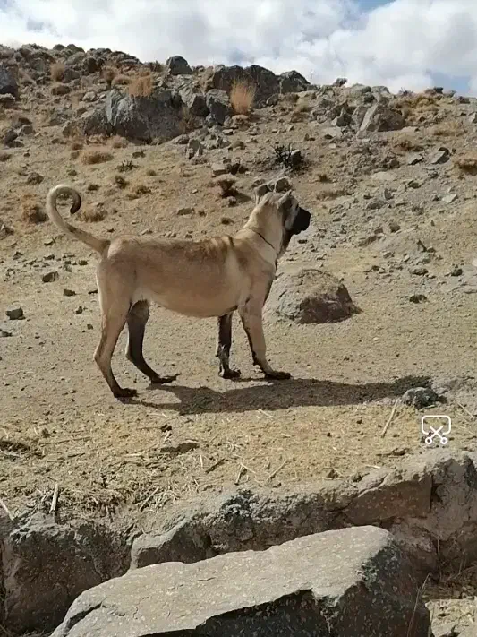 واگذاری توله ماده سرابی 8ماهه|سگ|سراب, |دیوار